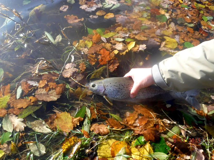 Autumn leaves and grayling - MH from Llandrindod Wells